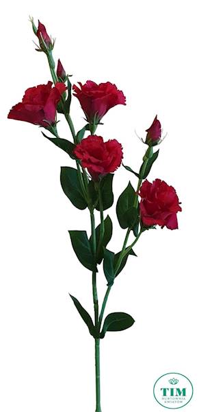 EUSTOMA GAŁĄZKA SUN345 CZERWONY