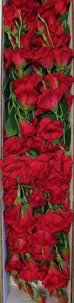 EUSTOMA GAŁĄZKA SUN345 CZERWONY