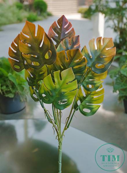 MONSTERA BUKIET EV273 MIX KOLOR 