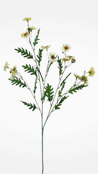 ASTER GAŁĄZKA SUN303 CYTRYNOWY