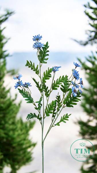ASTER GAŁĄZKA SUN303 BŁĘKITNY