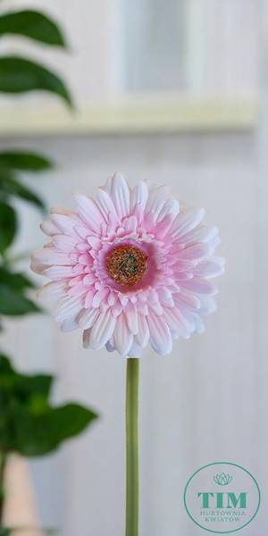 GERBERA WYROBOWA X24 SUN754 RÓŻOWY JASNY