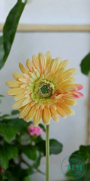 GERBERA WYROBOWA X24 SUN754 ŻÓŁTY