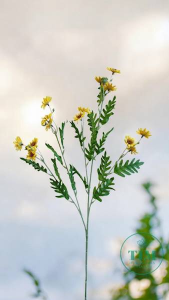 ASTER GAŁĄZKA SUN303 ŻÓŁTY