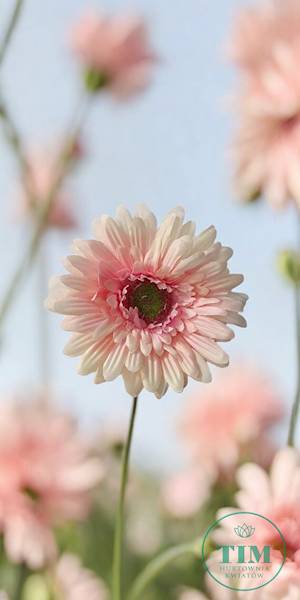 GERBERA WYROBOWA X24 SUN754 PUDROWY RÓŻ