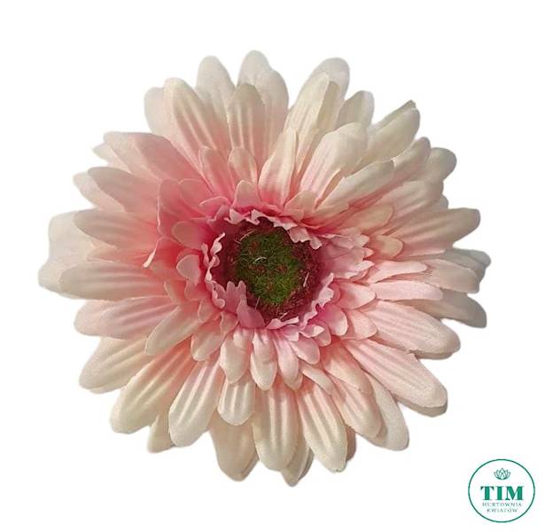 GERBERA WYROBOWA X24 SUN754 PUDROWY RÓŻ