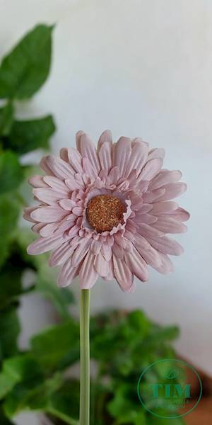 GERBERA WYROBOWA X24 SUN754 BEŻOWY