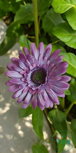 GERBERA WYROBOWA X24 SUN754 WINOGRONOWY