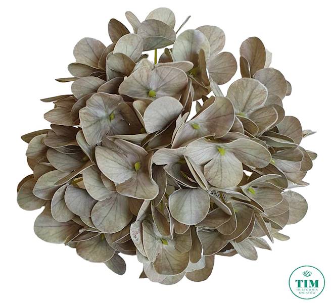 HORTENSJA WYROBOWA GUMOWANA X36 T9807 MIX KOLOR