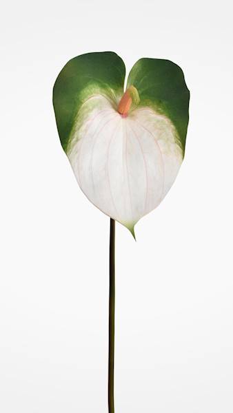 ANTHURIUM GAŁĄZKA GUMOWANE YD337 BIAŁO ZIELONE