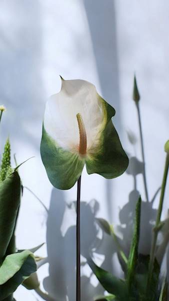 ANTHURIUM GAŁĄZKA GUMOWANE YD337 BIAŁO ZIELONE