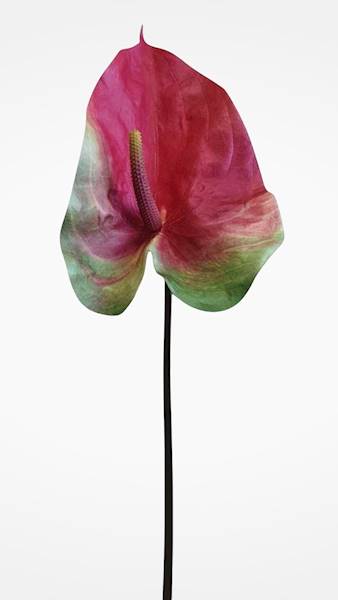 ANTHURIUM GAŁĄZKA GUMOWANE YD337 CZERWONY