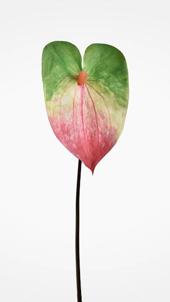 ANTHURIUM GAŁĄZKA GUMOWANE YD337 ZIELONO RÓŻOWE