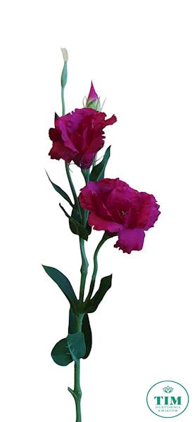 EUSTOMA GAŁĄZKA SUN377 FUKSJA
