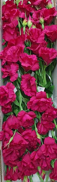 EUSTOMA GAŁĄZKA SUN377 FUKSJA