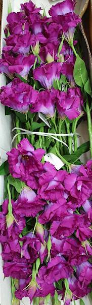 EUSTOMA GAŁĄZKA SUN377 FIOLETOWY