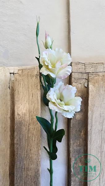 EUSTOMA GAŁĄZKA SUN377 KREMOWY