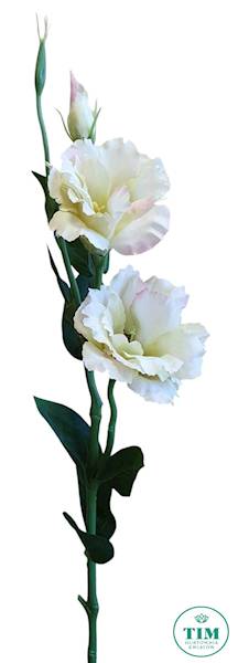 EUSTOMA GAŁĄZKA SUN377 KREMOWY