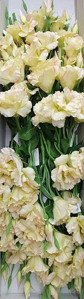 EUSTOMA GAŁĄZKA SUN377 KREMOWY