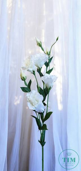 EUSTOMA GAŁĄZKA SUN345 BIAŁY