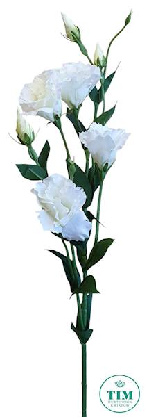 EUSTOMA GAŁĄZKA SUN345 BIAŁY
