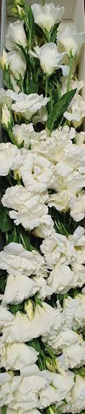 EUSTOMA GAŁĄZKA SUN345 BIAŁY