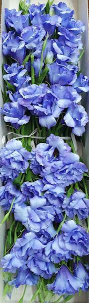 EUSTOMA GAŁĄZKA SUN377 NIEBIESKI