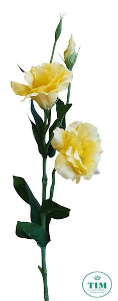 EUSTOMA GAŁĄZKA SUN377 ŻÓŁTY