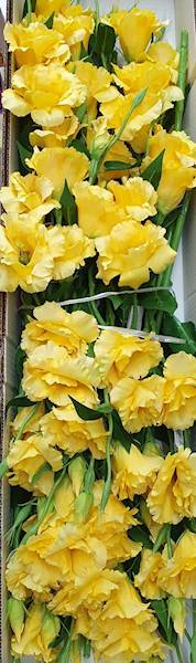 EUSTOMA GAŁĄZKA SUN377 ŻÓŁTY