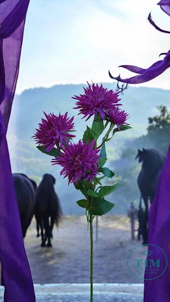 ASTER GAŁĄZKA SUN662 FIOLETOWY
