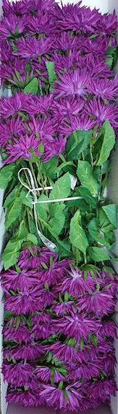 ASTER GAŁĄZKA SUN662 FIOLETOWY