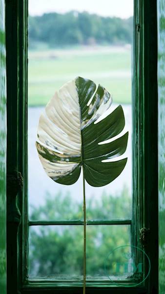 LIŚĆ MONSTERA GUMOWANY X12 VIP3996 ZIELONY BIAŁY