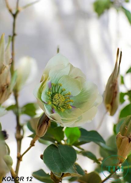 MAGNOLIA WYROBOWA X24 JH082 MIX KOLOR
