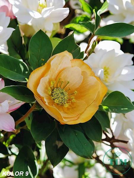 MAGNOLIA WYROBOWA X24 JH082 MIX KOLOR