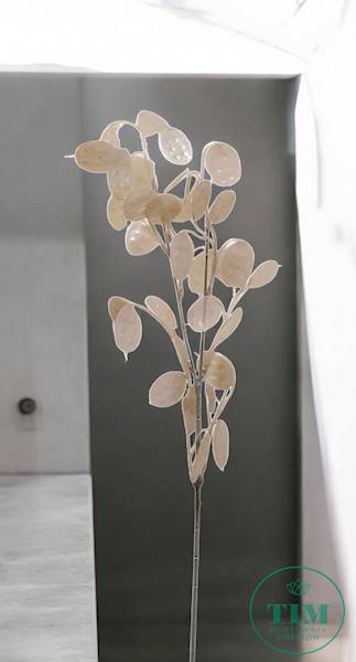LUNARIA GAŁĄZKA XTIK068 KREMOWY