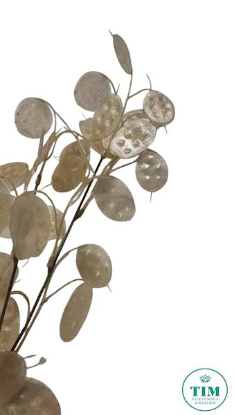 LUNARIA GAŁĄZKA XTIK068 KREMOWY