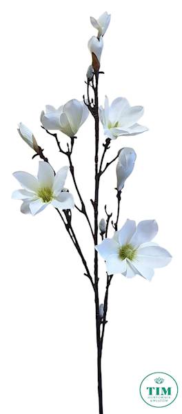 MAGNOLIA GAŁĄZKA SUN792 KREMOWY