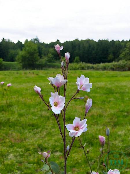 MAGNOLIA GAŁĄZKA SUN792 RÓŻOWY JASNY