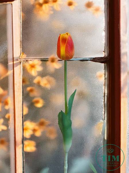 TULIPAN GAŁĄZKA KX15247 MIX KOLOR