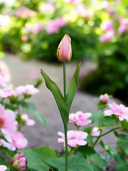 TULIPAN GAŁĄZKA KX15245 MIX KOLOR