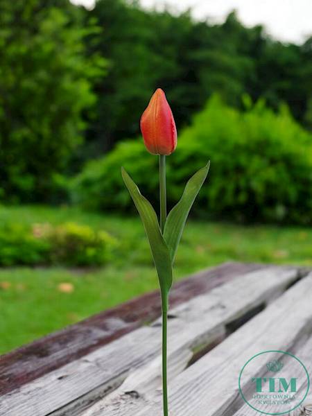 TULIPAN GAŁĄZKA KX15245 MIX KOLOR