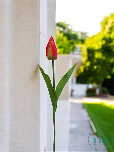TULIPAN GAŁĄZKA KX15245 MIX KOLOR