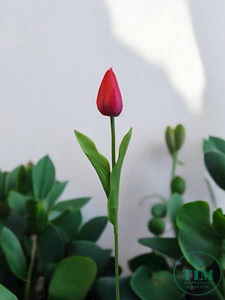 TULIPAN GAŁĄZKA KX15245 MIX KOLOR
