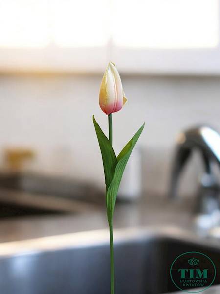 TULIPAN GAŁĄZKA KX15245 MIX KOLOR