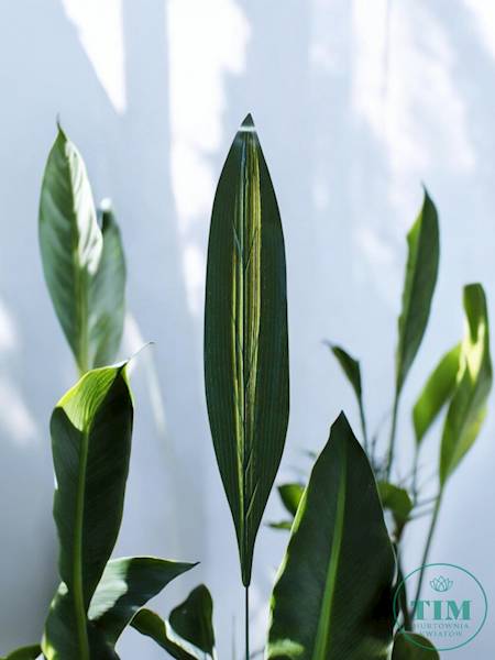 LIŚĆ DRACENA GUMOWANY X12 KX34369 ZIELONY