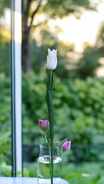 TULIPAN ALLADYN GAŁĄZKA SUN605 BIAŁY