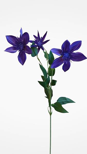 KLEMATIS GAŁĄZKA SUN838 PURPUROWY 