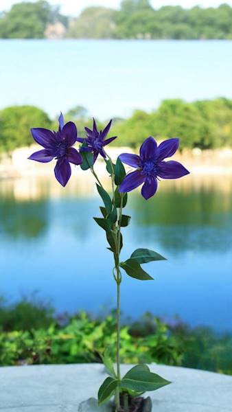 KLEMATIS GAŁĄZKA SUN838 PURPUROWY 