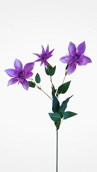 KLEMATIS GAŁĄZKA SUN838 PURPUROWY JASNY