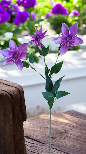 KLEMATIS GAŁĄZKA SUN838 PURPUROWY JASNY